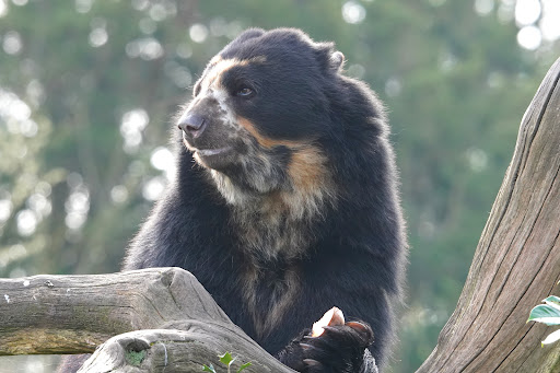 Andean Bear - Visual