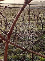 Photo n°4 de Les Vignerons Alignan - Neffiès (Caveau Neffiès) à Neffiès (Coopérative agricole)
