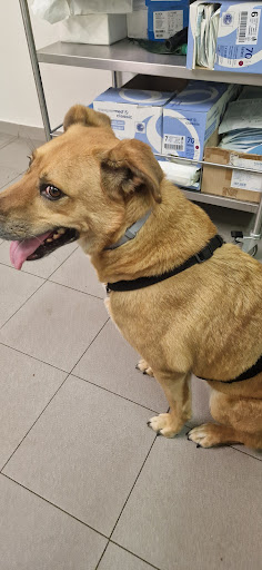 Ambulatorio Veterinario Riccardo Farinatti - Thumbnail