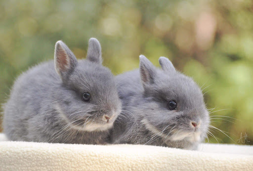 Triple C's Rabbitry - Visual