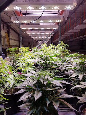 Photo of Rio Vista Farms Dispensary