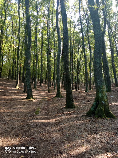 Bosco Spinapulci