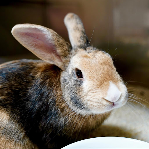 House Rabbit Society - Thumbnail
