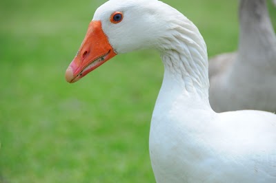 Photos of متل ساحلی سالار