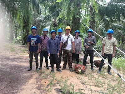 Photos of Oil Palm Farm