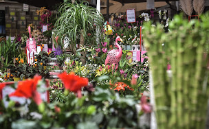 Photo n°8 de GAMM VERT à Oloron-Sainte-Marie (Pépinière)