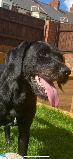St Clair Veterinary Care Gallery - United Kingdom