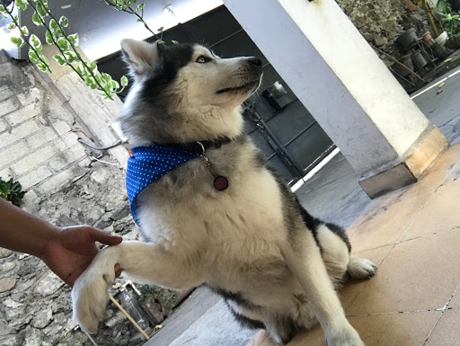 Veterinaria animal sense