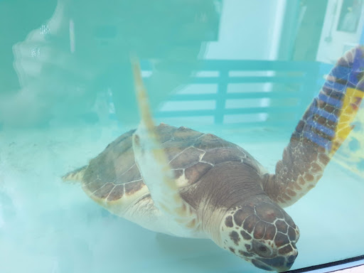 Hôpital des tortues Gallery - Italy