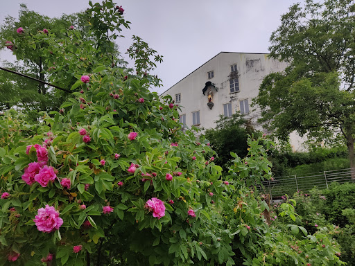 Rosengarten Am Schloß - Thumbnail