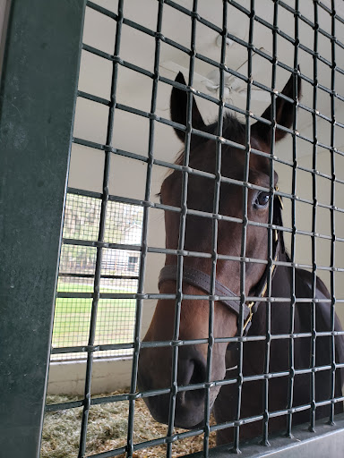 Ocala Equine Hospital - Thumbnail