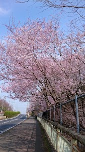 ヤマザクラ公園