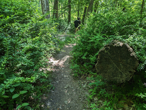 Roaring Brook - Thumbnail