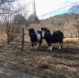 Photo n°19 de Centre Equestre La Grande Bastide à Peyroules (Pension pour chevaux)