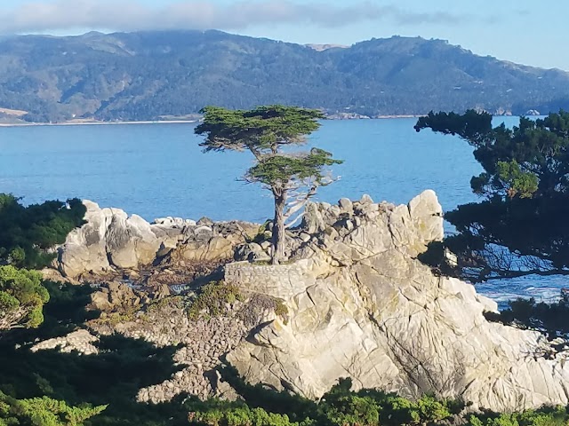 Lone Cypress