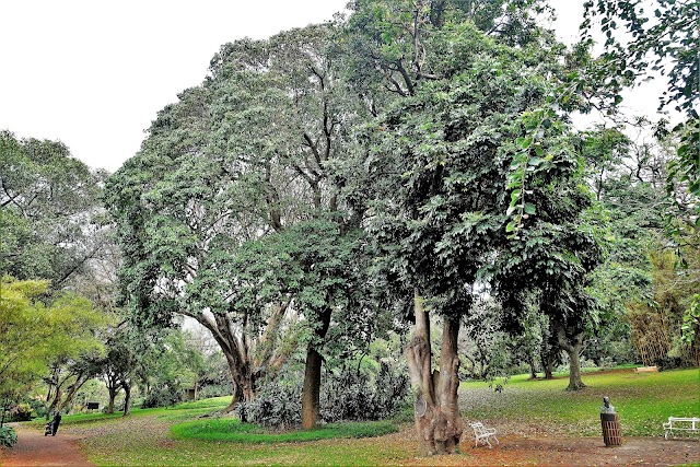 Durban Botanic Garden