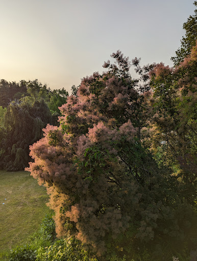 Cranbrook gardens - Thumbnail
