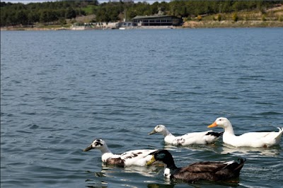 Pelitözü Pond