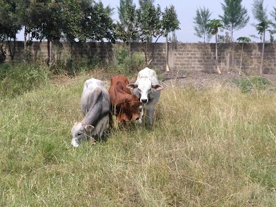 Photos of Aniworld Veterinary Clinic