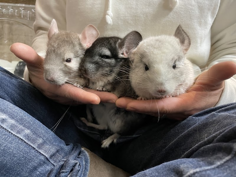 アニマルスペース39-mick