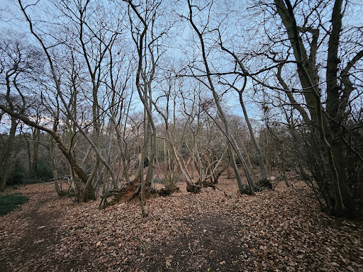 Lexden Gathering Grounds