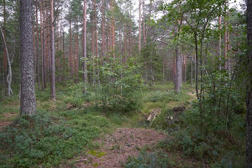 Selgjärv