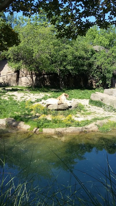 African Lions