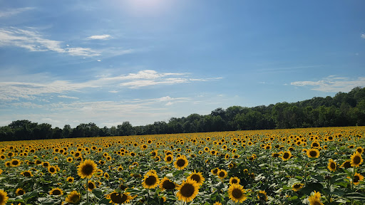 Sunflower Fields - Weldon Spring - Visual