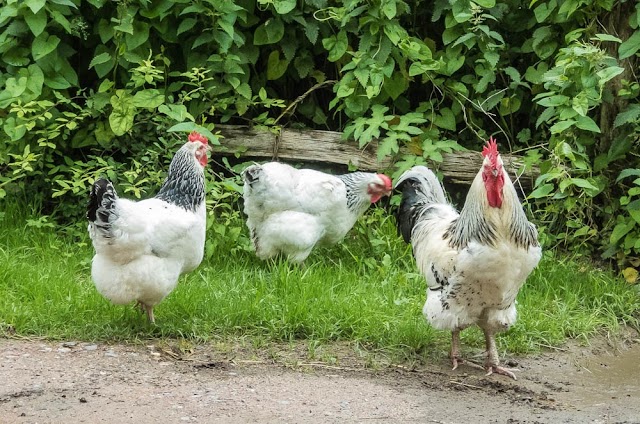 Weald & Downland Living Museum