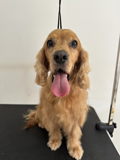 Veterinaria Mascosana