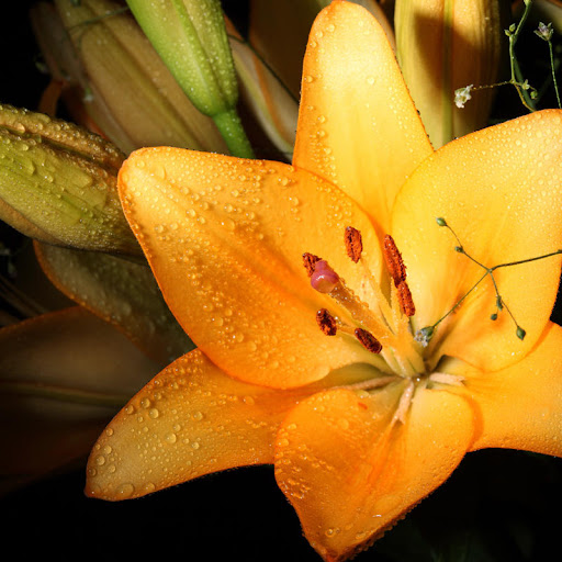Katia Fiori di Peretto Liviana - Thumbnail