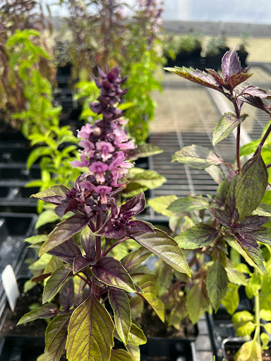 Winton Woods Garden Center and Florist (Shroyer Nursery) - Thumbnail
