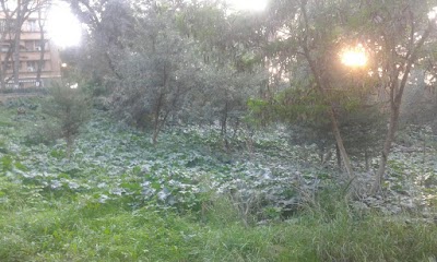 park