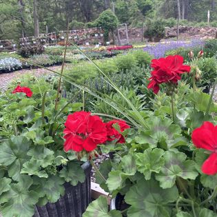 Stonewall Garden Center - Thumbnail