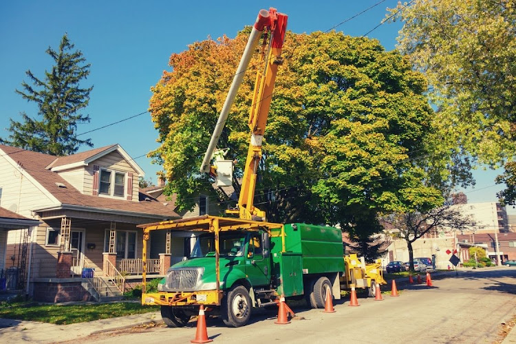 Tree Service Thunder Bay work photo 1