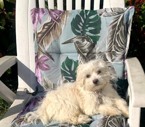 Photo n°20 de Elevage du Bois Foucher à Sainte-Sabine-sur-Longève (Éleveur de chiens)