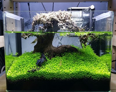 Photos of Pesona aQuarium