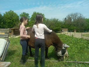 Photo n°11 de Les Poneys de Monthoiron à Monthoiron (Club d'équitation)
