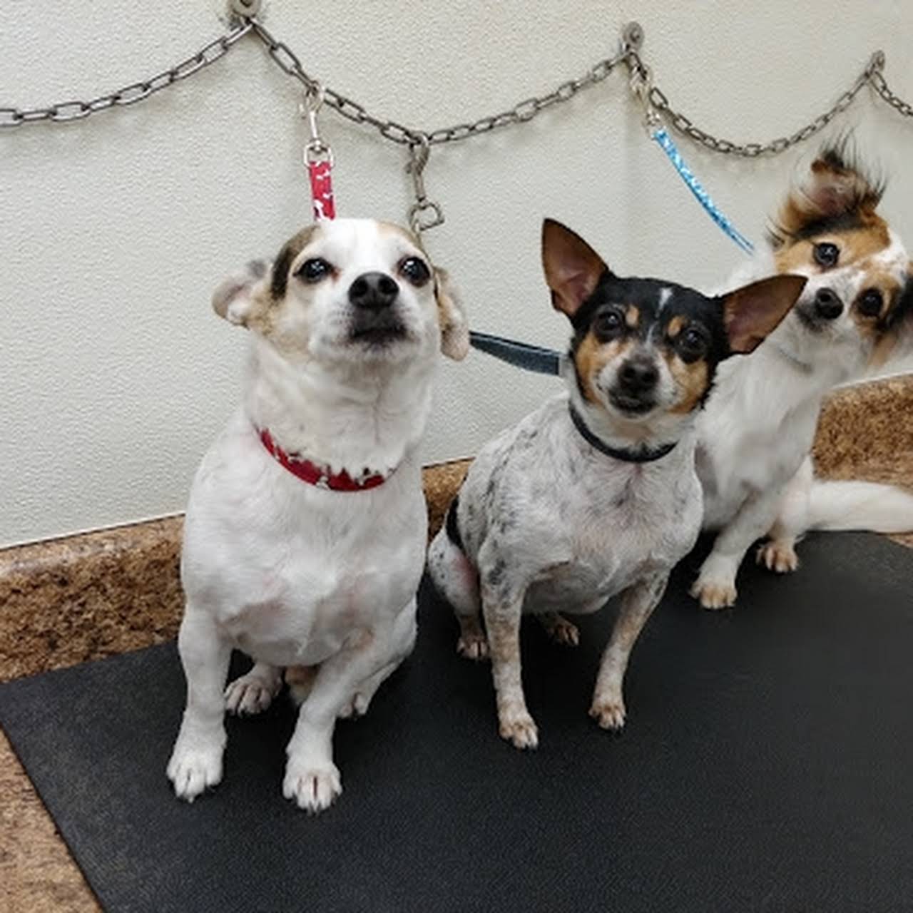 Jane's Grooming Pet Groomer in Ormond Beach