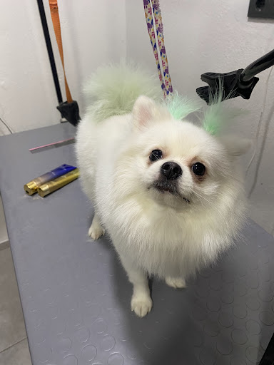 Pawty Pet Kuaför & Butik | Bornova İzmir - Evcil Hayvan Kuaförü