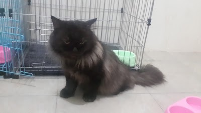 Photos of CALICO Pet Shop