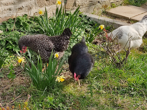 Photo de Le manoir de Pen Ar Méas à Kerlouan (29890)
