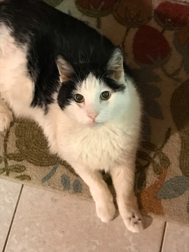 VCA Naugatuck Animal Hospital - Thumbnail