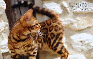 Photo n°9 de Domaine la Maline - Elevage de Bengal à Montreuil-sur-Epte (Éleveur de chats)