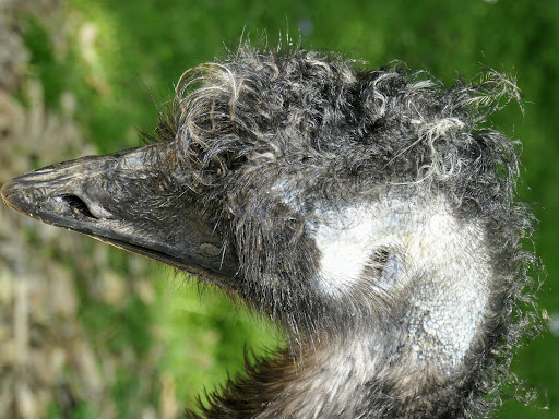 Emus - Visual