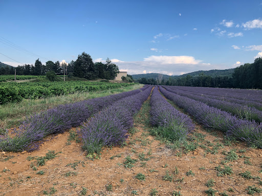 Photo de Résidence Autonomie Les Olivettes à Goudargues (30630)