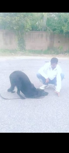 Transform your furry friend with noida Best Dog trainer 🐕🐕 We offer professional training, Care…