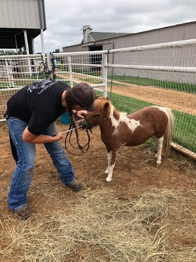 Twisted T Equine Dentistry