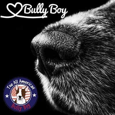 All American Bully Boy Pet Products