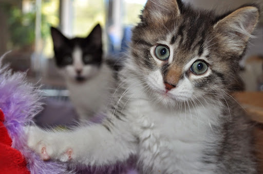 SPCA Benefit Shop - Thumbnail